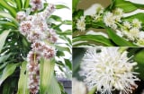 Chớ thấy hoa nở vội mừng: 5 cây này đột nhiên nở hoa có 'điềm' là PHÚC hay HỌA cũng cần chuẩn bị