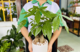 Các cụ nói: “Nghèo trồng cỏ, giàu trồng cây”, 6 loại cây hợp mệnh thần Tài, trồng vào nhà nào nhà đó có lộc