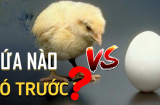 Quả trứng có trước hay con gà có trước: Câu trả lời chính xác mà không ai ngờ tới