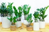 Đặt cây kim tiền ở 5 vị trí này, tiền vào như nước, no đủ quanh năm