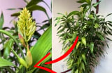 5 cây cảnh trong nhà bỗng nhiên nở hoa, chứng tỏ sắp có 'điềm', gia chủ cần chuẩn bị