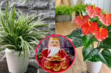 Tổ Tiên dặn kỹ: 'Trước cửa có 5 bông hoa, không giàu cũng có của ăn của để', đó là loại hoa nào?