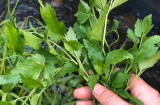 Ăn cần tây nhiều người bạn bỏ lá: Lãng phí hay tốt cho sức khoẻ?