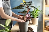 2 thứ không tốn tiền mua nhưng giúp cây cảnh có rễ khỏe, hoa nở quanh năm