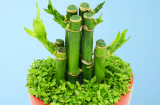 8 loại cây ‘hợp vía năm Quý Mão’, mang lại thịnh vượng, may mắn cho gia chủ
