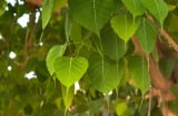 Thầy phong thủy nói: 4 cây trồng trước nhà ốm đau, lụi bại, trồng sau nhà trấn giữ của cải
