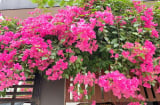 Hoa giấy mê mệt loại gia vị này: Hòa một chút với nước rồi tưới cây là hoa nở đầy cành