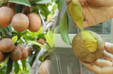 Mẹo chọn mua hồng xiêm ngọt thơm chín cây, lướt qua biết ngay quả nào ngọt tự nhiên quả nào ngâm hóa chất