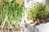4 loại rau mầm tốt cho sức khỏe, chống độc tố môi trường và ngăn ngừa K
