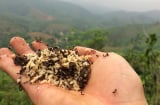 Đặc sản xưa nhiều người sợ không dám ăn, nay được săn lùng với giá 450.000 đồng/kg