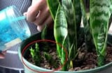 Cây lưỡi hổ thích nhất 3 “món khoái khẩu” này, chưa đầy 1 tháng chồi mới mọc tua tủa