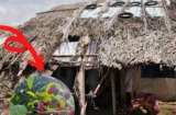 Người xưa dặn kỹ 'Năm cây vào nhà thì nhà đấy nghèo, lụi bại sớm', đó là năm cây nào?