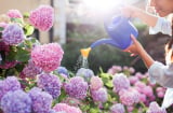 Chỉ với gia vị này, trồng hoa hồng, cẩm tú cầu 2 năm không lo vàng lá hay sâu bệnh