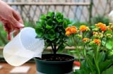 Đem ngâm 4 loại rác thải với nước vo gạo có ngay ‘nước thần’ tưới cây cho hoa nở bung chậu