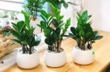 Cây kim tiền không ham nước lã, thêm 2 thứ này chồi non lên, gọi lộc về ầm ầm, tiền vào như nước