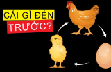 Con gà có trước hay quả trứng có trước? Câu hỏi kinh điển đã có đáp án
