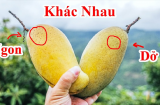 Mẹo chọn xoài ngon 'bách phát bách trúng', quả nào thịt cũng dày, hạt lép