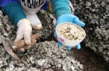 Nghề lạ: Ra biển cầm búa ‘gõ gõ, đục đục’, người dân kiếm 400.000 đồng/ngày
