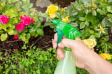 Phun 4 loại nước rẻ tiền này vào cây cảnh, sâu bọ côn trùng sẽ sợ hãi mà tránh xa