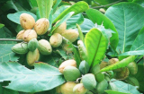 Loại quả xưa rụng kín sân, cho chẳng ai nhặt, nay là đặc sản hiếm có, giá gần triệu/kg
