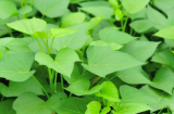 Đi chợ thấy 8 loại rau này đừng tiếc tiền mua: Vừa sạch vừa bổ, chẳng lo phun thuốc