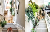 5 vị trí đặt cây phong thủy hút tài lộc, gia chủ muốn làm ăn vượng phát đừng bỏ qua