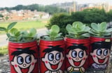 6 thứ bỏ đi này là bảo bối trồng cây, chỉ sau 1 tháng sử dụng ai cũng muốn học theo