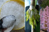 Thêm thứ này vào chậu lan, chỉ 1 tháng rễ chắc khỏe, hoa nở tuôn như suối