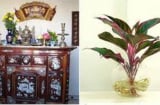 Không phải hoa cúc, hoa ly: Đây là loại cây nghe tên lộc lá phừng phừng, thắp hương mùng 1 may mắn cả tháng