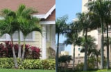 5 loại cây trồng trước cửa giúp trấn giữ của cải, phú quý không ngừng