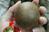 Loại quả có vị ngọt nhưng lại tốt cho bệnh nhân tiểu đường, giá nửa triệu/kg vẫn đắt khách