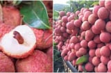 Quả vải được ví là ‘BHA của da’, khi mua đừng chọn quả đỏ, nhìn vào điểm này quả nào quả nấy ngọt lịm
