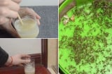 Đổ chút bia vào chai nước rỗng đặt ở góc nhà, điều kỳ diệu sẽ xảy ra sau một đêm
