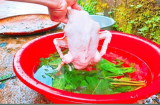 Vò nắm lá này thả vào chậu nước: Nhổ lông vịt siêu nhanh, hết sạch mùi hôi, không dính một cọng lông măng