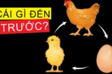 Quả trứng có trước hay con gà có trước: Câu trả lời chính xác sau đây