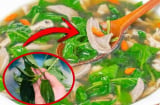Loại cây tưởng chỉ ăn quả, ai ngờ lá giàu canxi hơn sữa, ăn vừa ngon vừa bổ lại rẻ như cho