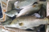 5 loại cá biển được đánh bắt tự nhiên đảm bảo 3 tiêu chí Ngon – Bổ - Sạch, ra chợ gặp nhớ mua