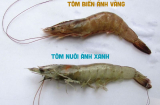 Người bán chỉ cách phân biệt tôm nuôi và tôm tự nhiên đơn giản nhất, tinh ý không lo nhầm lẫn