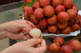Mẹo bảo quản quả vải tươi lâu, không thâm, không giòn vỏ