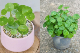 5 loại cây nghe tên là ‘ngửi thấy mùi tiền’, trồng trong nhà Thần Tài ghé thăm liên tục