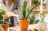 Người giàu thường trồng 5 cây này trong phòng bếp, vừa tốt sức khoẻ vừa nghênh tài đón lộc vào nhà