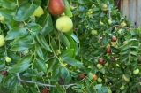 Người xưa dặn ‘Tứ cây tại gia, phúc khí hưng thịnh’, cha mẹ trồng con cháu hưởng phúc
