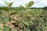 Nghề lạ ở Việt Nam: Trồng cây quả dại sai trĩu mùa hè, nông dân thu hàng trăm triệu mỗi năm