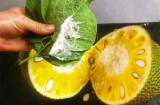 Cách làm sạch nhựa mít trong 'một nốt nhạc', chỉ rửa nhẹ là hết dính