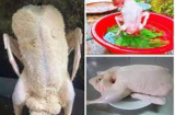 Làm thịt vịt nhớ vò nắm lá này thả vào chậu nước: Nhổ lông vịt siêu nhanh, không dính một cọng lông măng