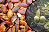 Loại quả xưa chỉ người nghèo mới nhặt về ăn, nay là đặc sặc được xuất khẩu, ăn 1 lần là ‘nghiện’