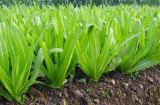 Bật mí loại rau giàu canxi gấp 36 lần canh xương hầm, ăn sống hay chín đều ngon, không lo béo phì