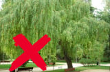 Người đời sợ có 5 cây, trồng vào nhà thì nhà nghèo, Thần Tài chạy xa tít tắp