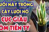 Người thuộc 2 mệnh này trồng cây lưỡi hổ là lộc đổ thẳng túi, buôn bán gì cũng may