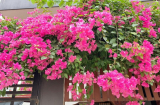 Hoa giấy sắp tàn nhanh tay làm 3 việc này để cây nhanh hồi sinh, hoa nở chùm to